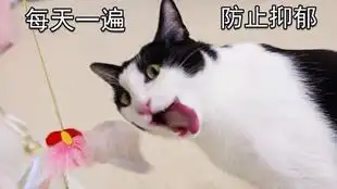 在公路上打架的小熊