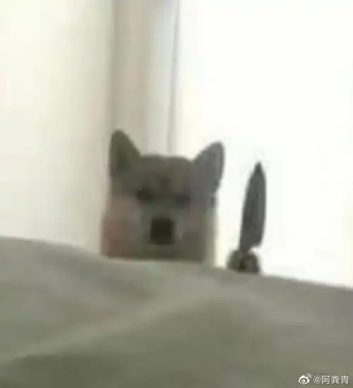 情侣聊天必备可爱表情包还发熊猫头是想吓跑对象吗