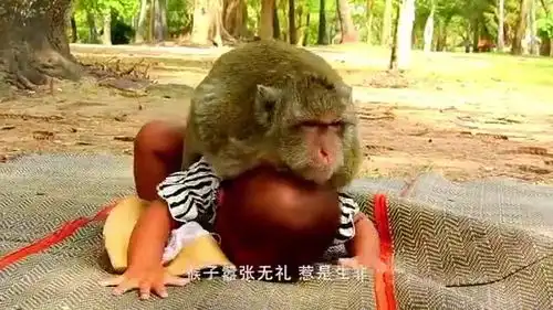 猴子出手伤人,路人一巴掌扇去,猴子惨兮兮