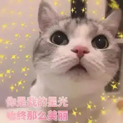 猫咪表情包打滚,撒娇,不要嫌弃我好吗