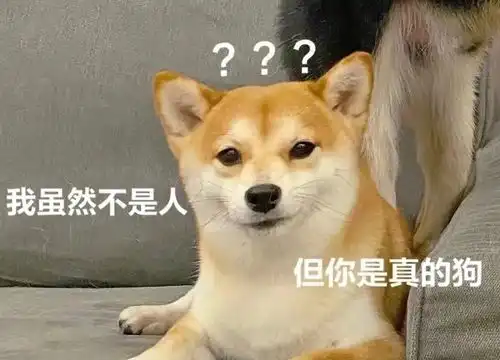 期待的搞笑表情狗狗