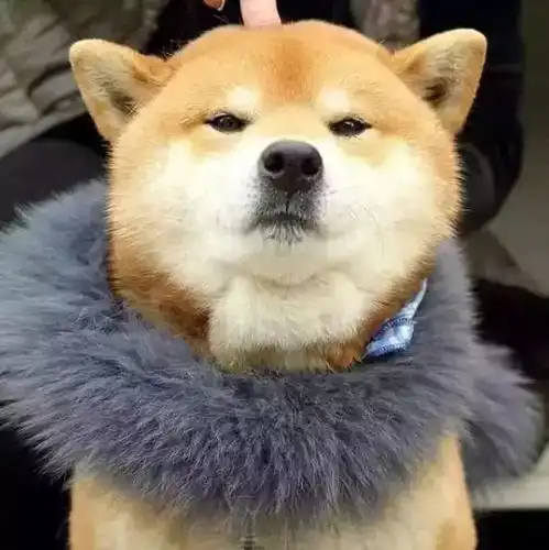 人家脚后跟都开始打玻尿酸了,你还在犹豫脸要不要打