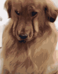 爆笑gif全部都是表情包,感觉这些人演技十足