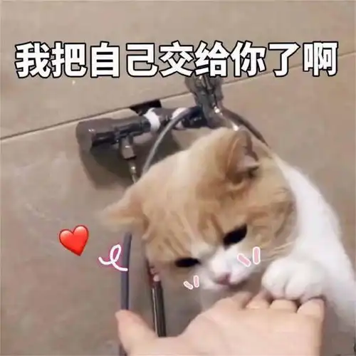 云撸猫八,撸猫和揉面是一样的,熊猫长大后是如何报复人类的