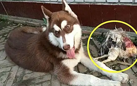 哈士奇祸害3只鸡,男主气得要下锅,接下来狗狗的表情绝了