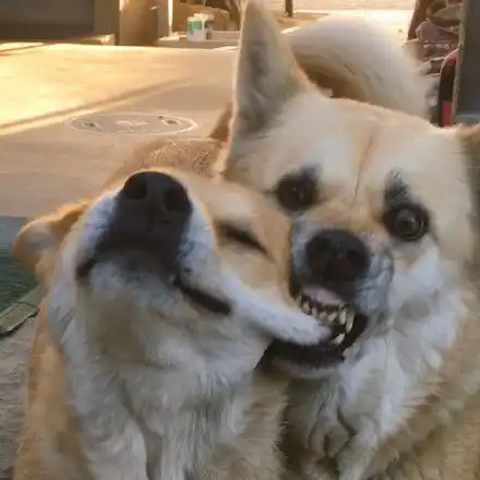 恶搞狗表情包搞笑