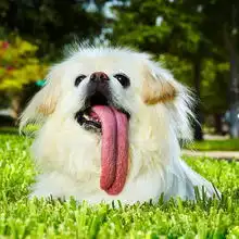 2012版吉尼斯世界纪录出炉千奇百怪