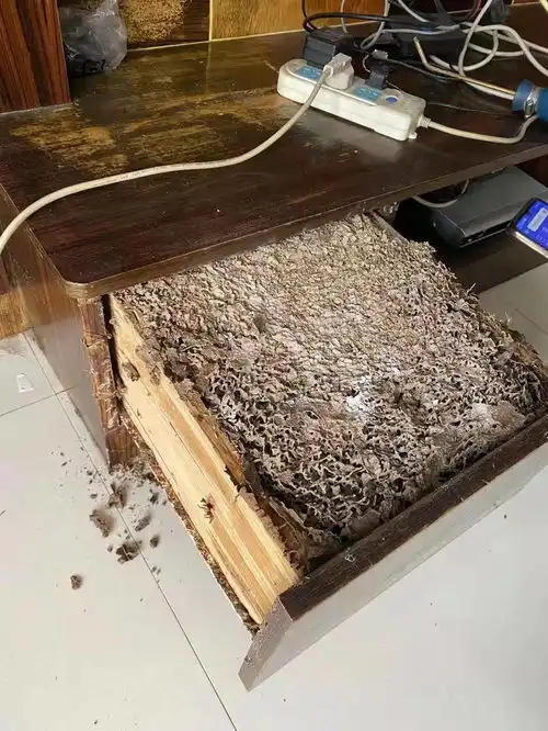 白蚁季来了点进来,教你预防它