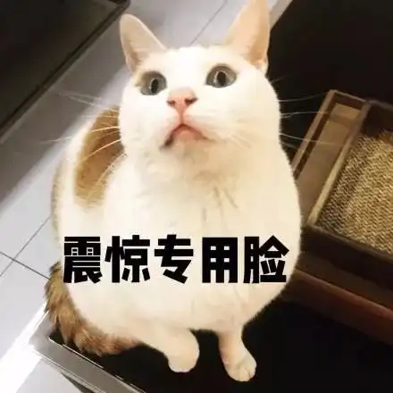 小期待表情包猫咪