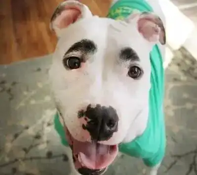 看完这篇文章,铲屎官打赌一定会有手贱的主人去给狗狗画眉毛