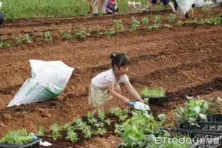 响应世界都市农夫日淡水稼日莳光基地开心种菜