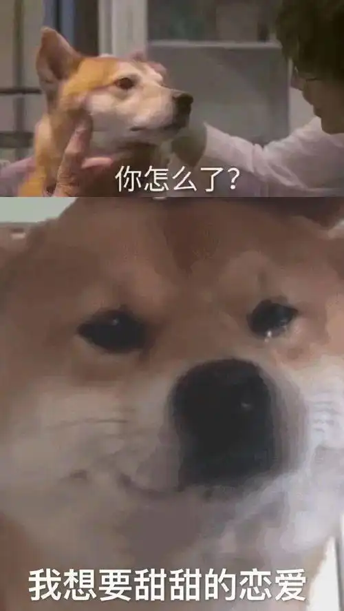 合集汪星人表情包