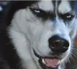 哈士奇的表情包真是千奇百怪,怪不得被称为表情帝