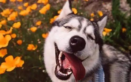 哈士奇,凭借着滑稽的表情包犯二的肢体语言,成为了狗界网红