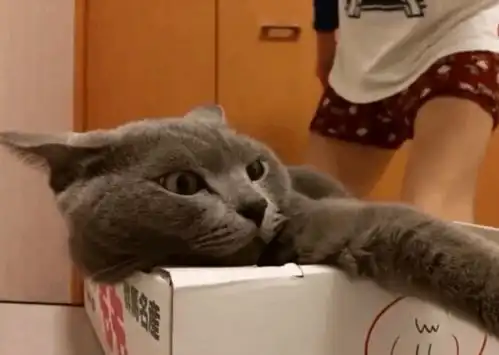 小拳拳锤你胸口表情包小