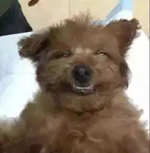 这五种狗不能照顾自己,一旦它们变成流浪狗,它们可能就无法生存