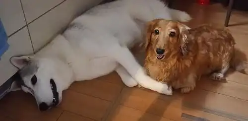 网友回家时,被二哈吓了一跳,网友能不能别那么看着我