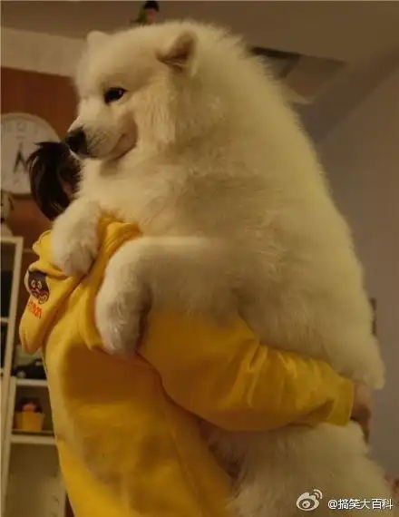 ,大梦想家的相册萌着萌着就治愈了