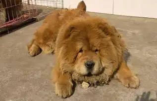 5种禁养狗狗,德牧也上榜理由是长得太吓人