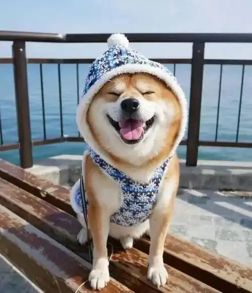 网红小胖妞表情包汪星人