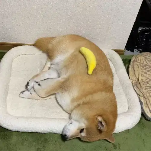 有哪些很棒却没有加文字的表情包