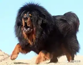 当二哈遇到藏獒,立马吓懵比了