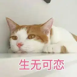 猫主子日常的表情包,萌不到你送小心心
