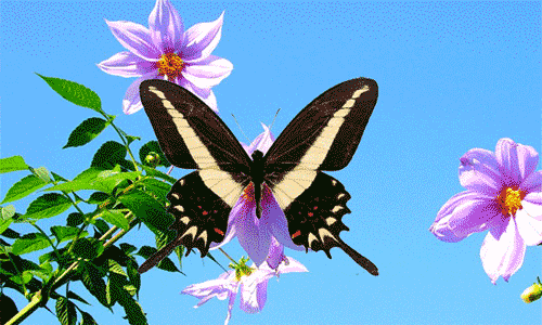 一首今生遇见你把开心送给你你开心我快乐