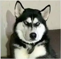 哈士奇瞪眼表情包