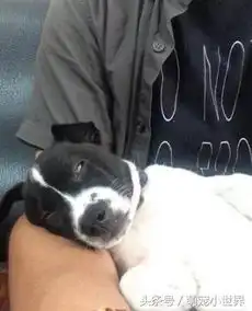 捡到诈骗包麻糬小胖狗变白眼王,整个崩坏还天天挑食