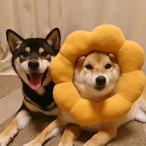 沙雕双人头像可做闺蜜头像或情头