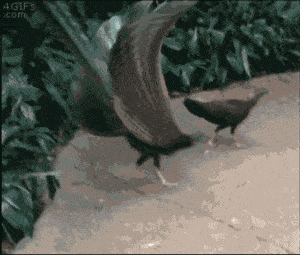 每日一笑,如果狗狗有了人类的眼睛......