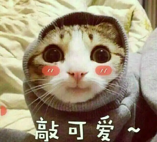 网红猫表情包500张图