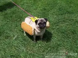 万圣节它恨你疯狂变装小狗不高兴