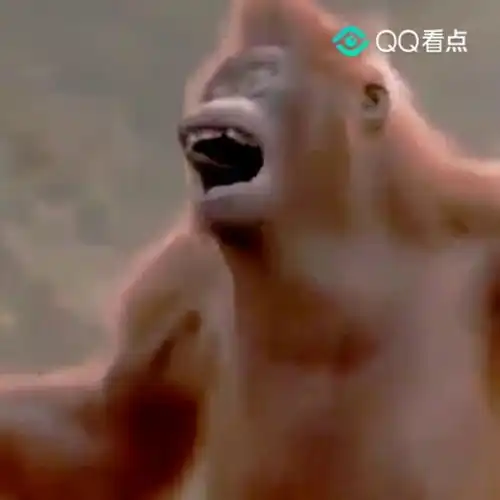 动物也搞笑大猩猩跳舞