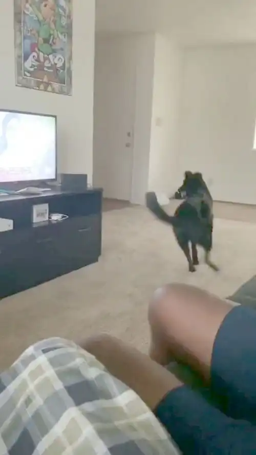 狗子我tm心态崩了呀