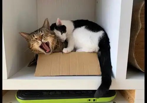 花猫在纸盒里睡觉,奶牛猫硬生生的挤了进去,花猫你踩我脚了