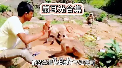 猴子有多嚣张下场就有多惨,不停地扇打猴子耳光太刺激了