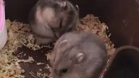 大哥大嫂过年好小胖胖的拜年磕头