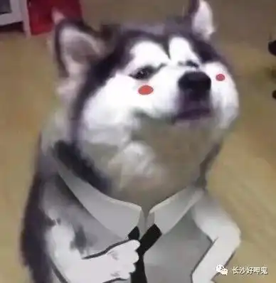 狗扫地图片搞笑表情包