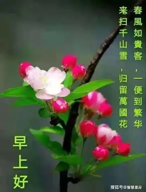 二次元表情包早上好祝福