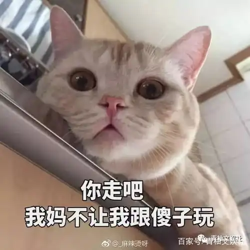 搞笑微信表情包猫咪亲妈