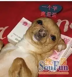 搞笑动物表情包动图降暑