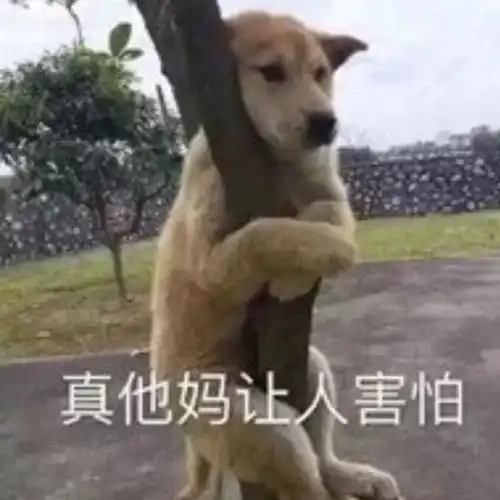 女生给我发狗抱树的图片是什么意思