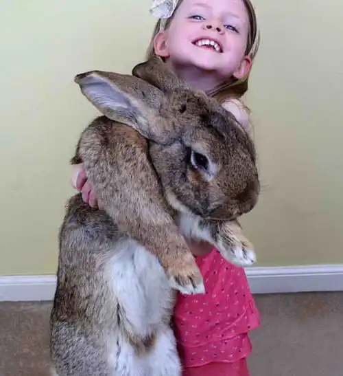 给女儿买了只兔子当礼物,1年后却无言了这体型认真的吗
