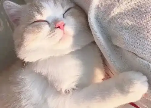 搞笑微信表情包猫咪可爱