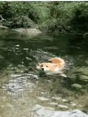 狗还好我会游泳表情包狗还好我会游泳动态图片免费版软件下载