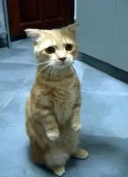 忧郁小猫萌照走红网络惹人怜高清组图