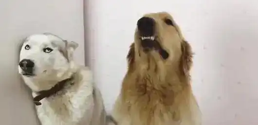 反盗图表情包金毛