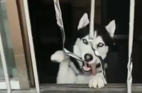 二哈犯错被关在院子里,主人听到一阵异响后,过去一看想炖了它